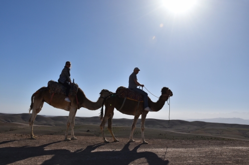 пустеля в марокоо марракеш верблюди